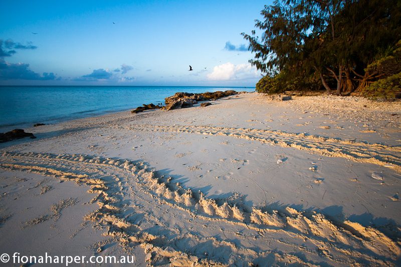 Turtle tracks on Lady Musgrave Island beach