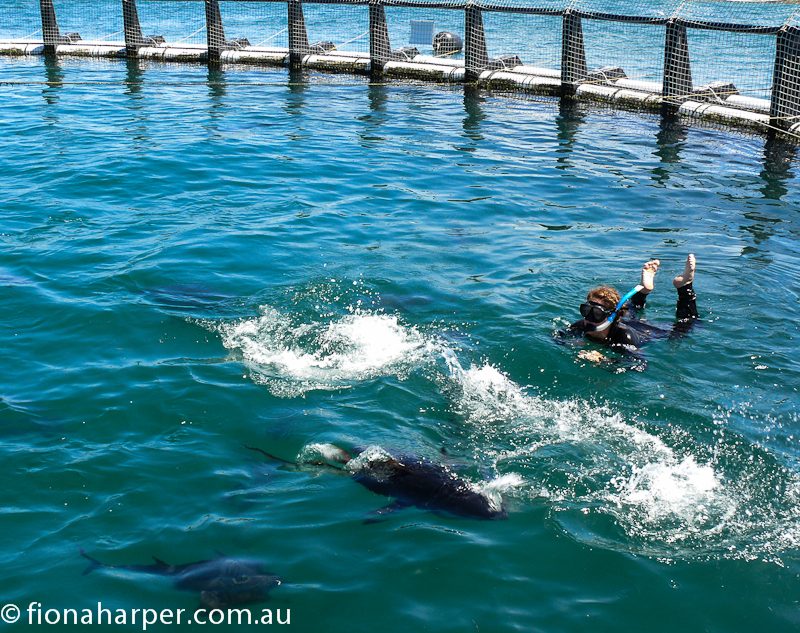 Swim with giant tuna Photo Fiona Harper travel writer