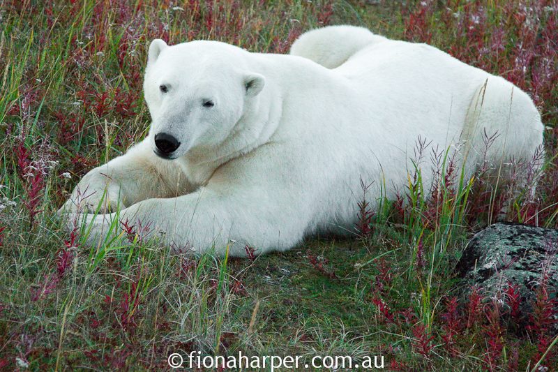 Polar bear, Manitoba Canada