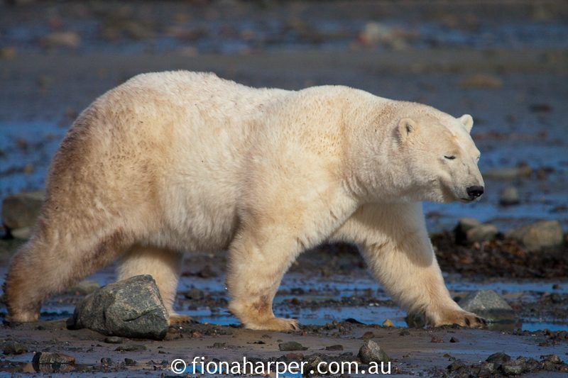 Polar bear, Manitoba Canada