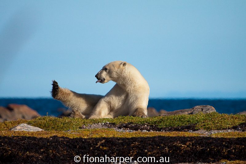 Polar bear, Manitoba Canada
