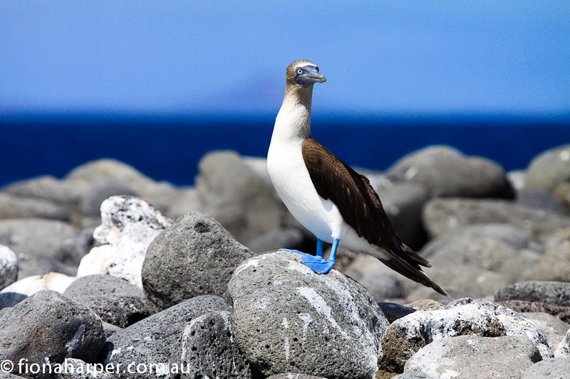 Blue footed booby, Galapagos Islands