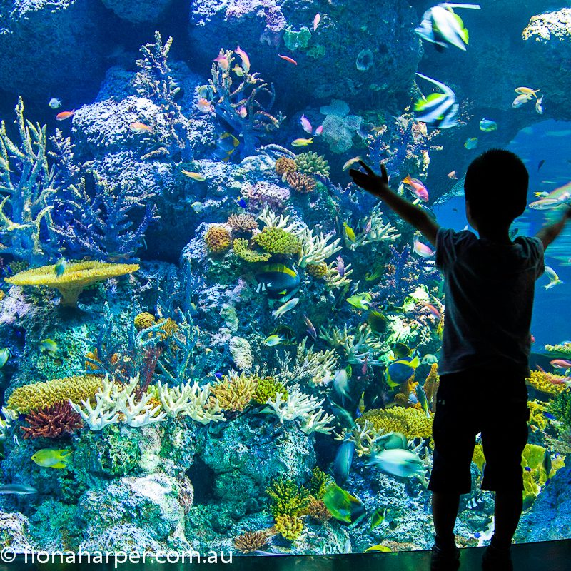 Excited boy enjoys SEA aquarium, Singapore