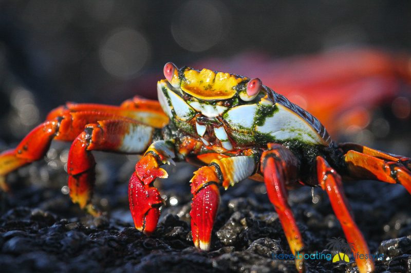 Galapagos Islands with National Geographic | Travel Boating Lifestyle