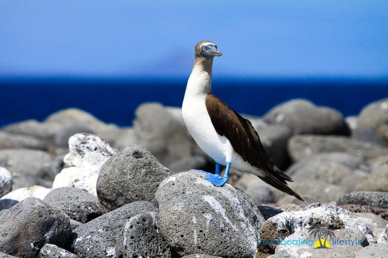 Galapagos Islands with National Geographic | Travel Boating Lifestyle