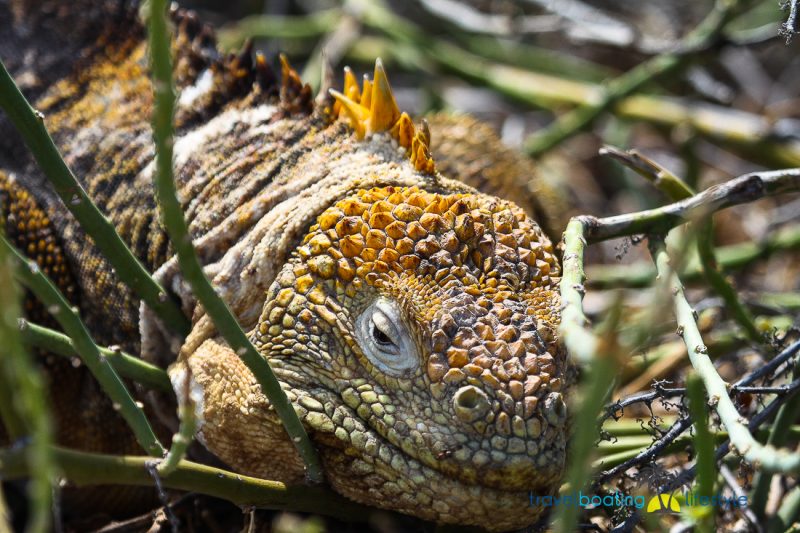 Galapagos Islands with National Geographic | Travel Boating Lifestyle