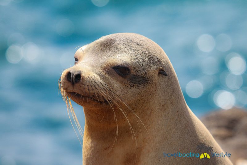 Galapagos Islands with National Geographic | Travel Boating Lifestyle