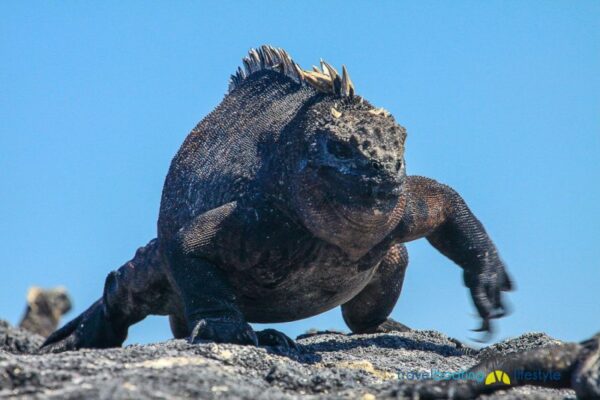 Galapagos Islands with National Geographic | Travel Boating Lifestyle