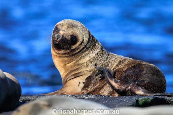 sea lion pup, Galapagos Islands