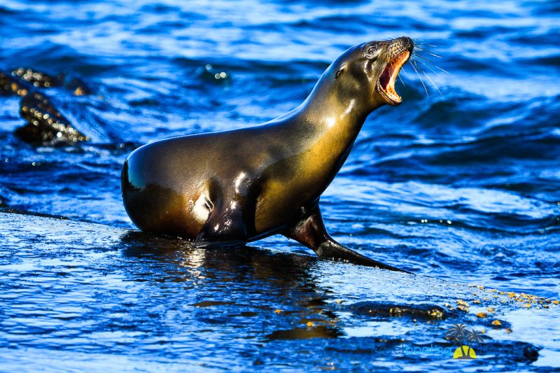 Galapagos Islands with National Geographic | Travel Boating Lifestyle