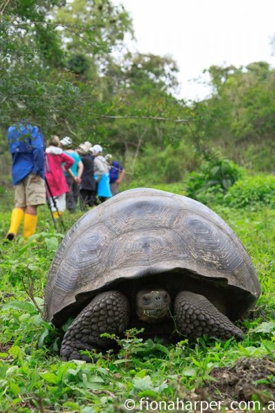 Giant tortoise, Galapagos Islands @LindbladExp