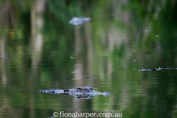 saltwater crocodile in lagoon, Hartleys Croc Farm