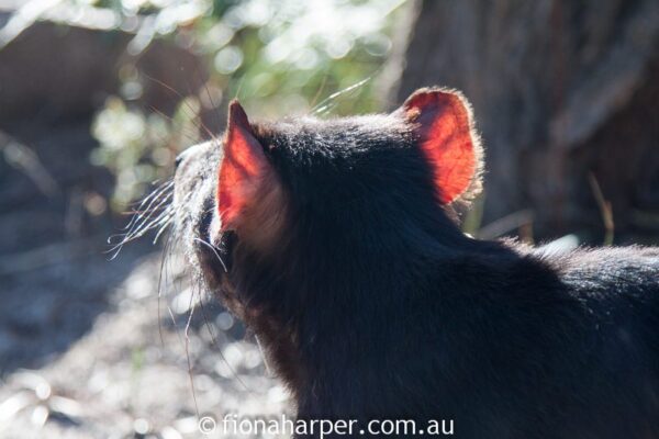Tasmanian devil, Saffire Freycinet