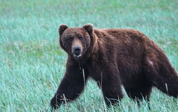 Brown bear, Kachemak National Park