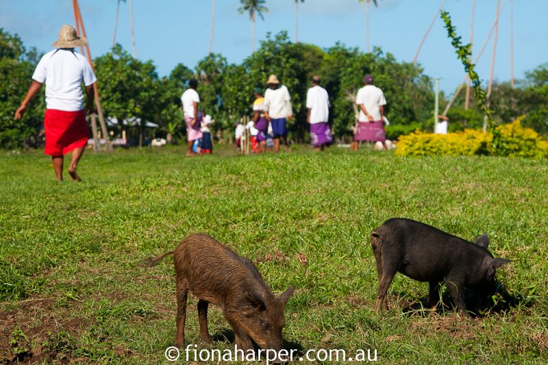 Villagers gather for game of kili kiti, a form of Samoan cricket