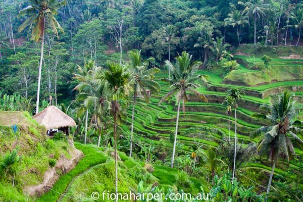 Bali rice paddies, Image by Fiona Harper travel writer
