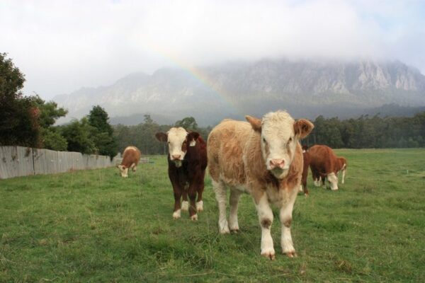 Tasmania dairy cattle