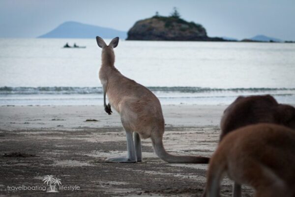 Cape Hillsborough Mackay, Queensland | wallabies, kangaroo | Fiona Harper travel writer
