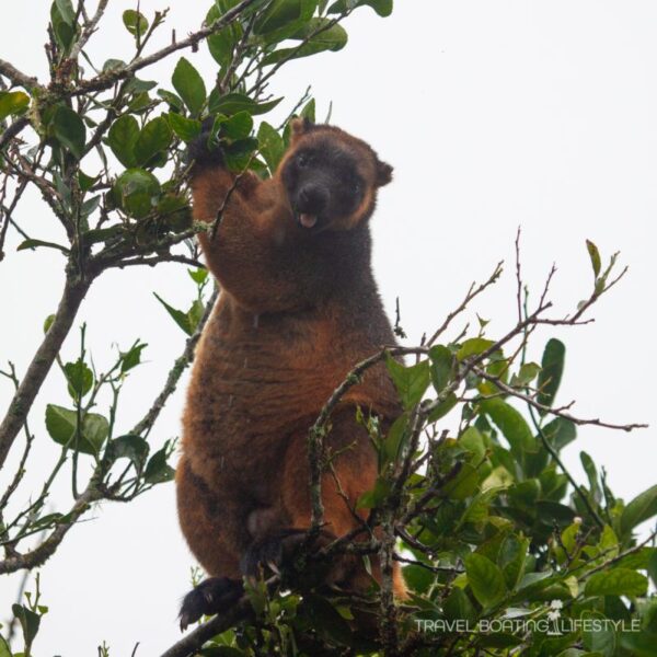 Lumholtz tree kangaroo, Atherton Tablelands | Fiona Harper travel writer