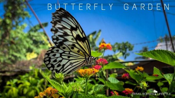 Butterfly garden, Philippines