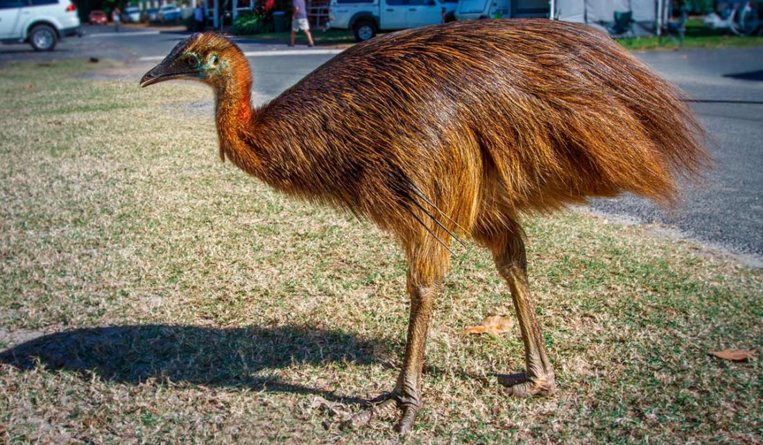 Cassowary, north Queensland