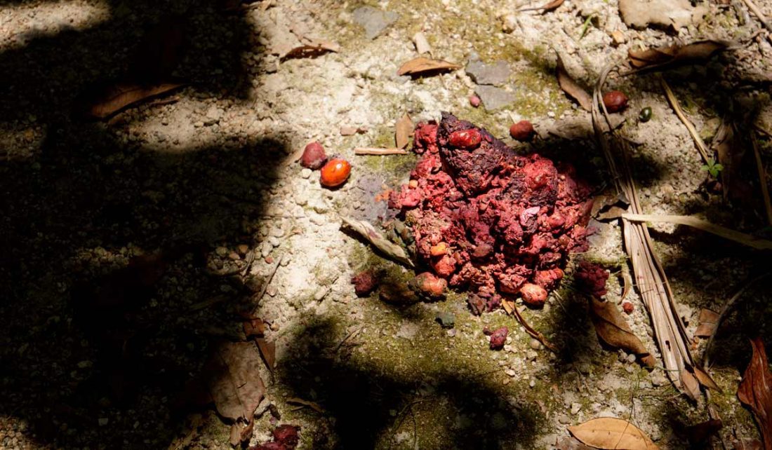 Cassowary dung north Queensland