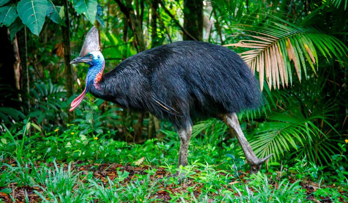 Where to see Cassowaries - endangered species in north Queensland