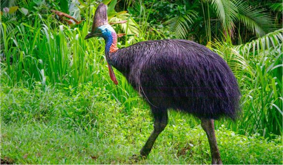 Where to see Cassowaries - endangered species in north Queensland