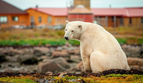 Polar bear outside Seal River odge on Hudson Bay foreshore