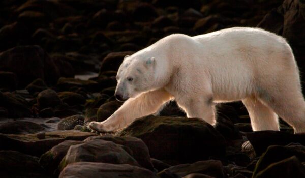 Polar bear strides through a rocky foreshore