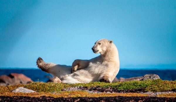 Polar bear in the sunshine, on a rocky beach with blue sky