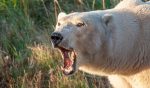Polar bear in a grassy field bathed in sunshine in Manitoba Canada