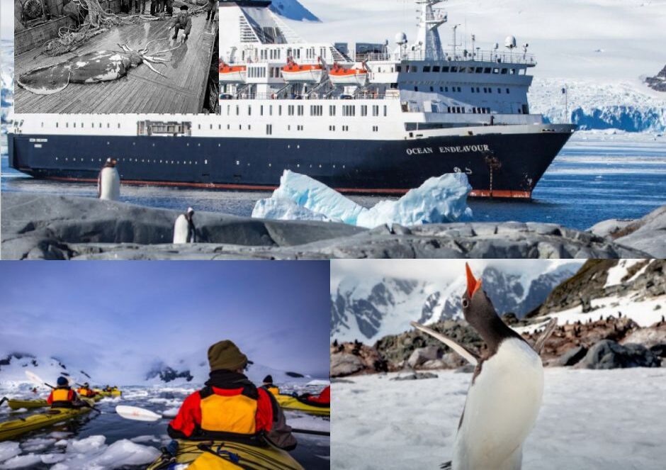 Antarctica search for colossal squid