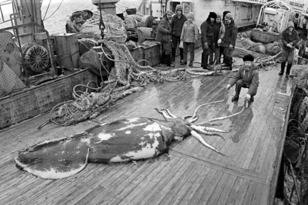 colossal squid have never been photographed in their natural habitat before