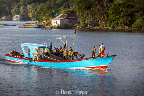 Sailing Indonesia's Spice Islands and Maluku Islands on phinisi sailboat - Seatrek Sailing Adventures