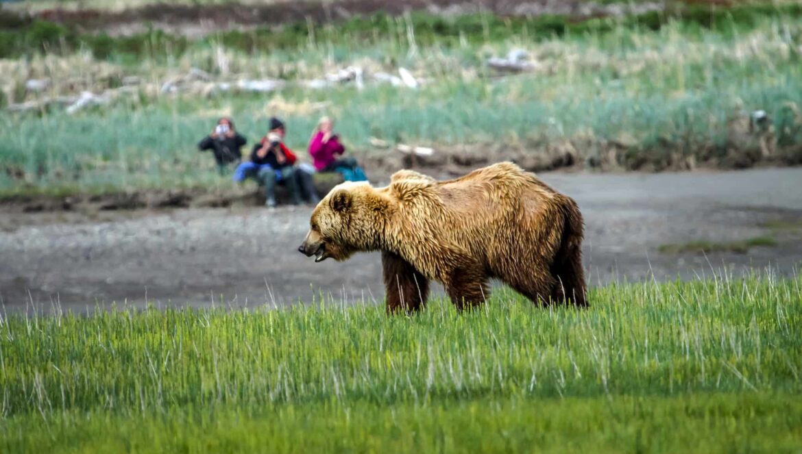 Visit the waterfront town of Homer Alaska where its maritime history combines with extraordinary scenery for a nature-lovers outdoor destination you must visit
