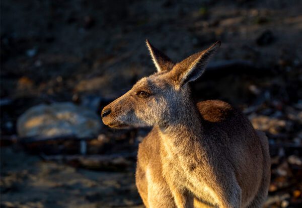 Cape Hillsborough wallaby at sunrise