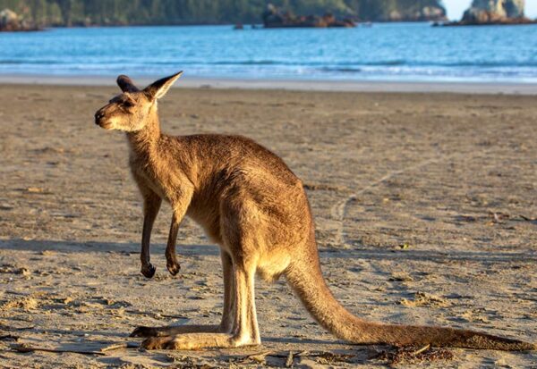 Wallaby on beach at Cape Hillsborough