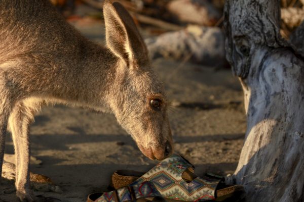 Agile wallaby at Cape Hillsborough beach