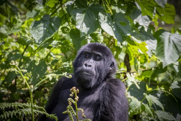 Uganda gorilla trekking, image credit Fiona Harper