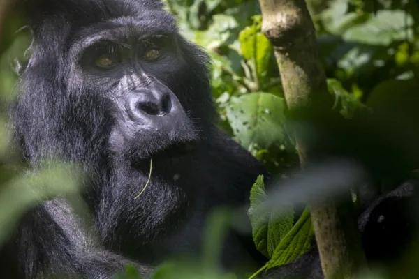 Uganda gorilla trekking, image credit Fiona Harper