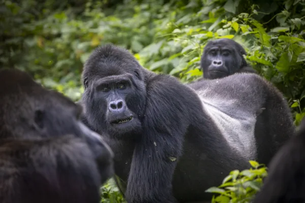 Uganda gorilla trekking, image credit Fiona Harper