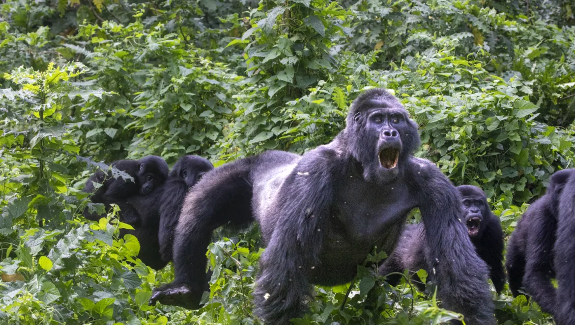 Uganda gorilla trekking, image credit Fiona Harper