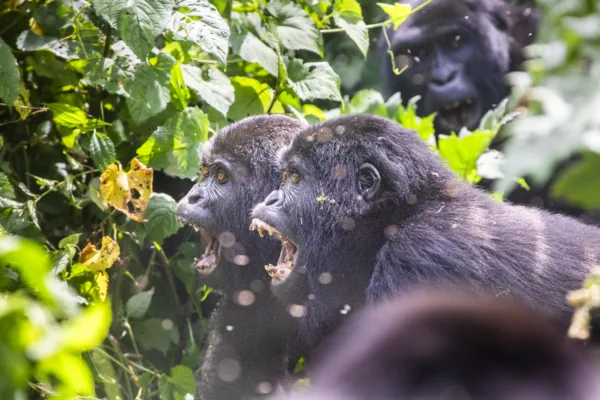 Uganda gorilla trekking, image credit Fiona Harper