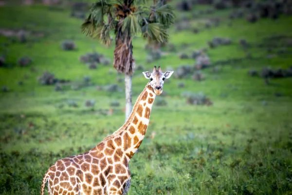 FIONA HARPER-Uganda-260517-1853
